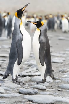 Pair of 2 King Penguins (APTENODYTES PATAGONICUS) on South Georgia interacting with each other