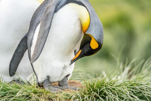 Group of King Penguins (APTENODYTES PATAGONICUS) on South Georgia