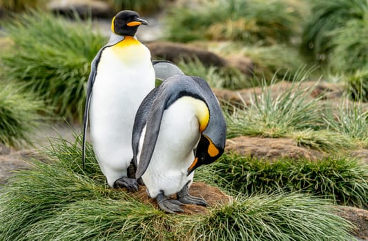 Pair of 2 King Penguins (APTENODYTES PATAGONICUS) on South Georgia interacting with each other