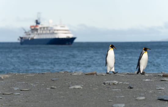 blue Expedition ship off the coast of South Georgia in Gold Harbour with king penguins in the foreground