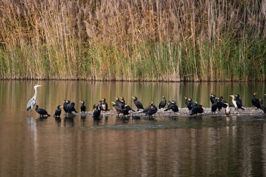 Group of cormorants and a heron in the wetland Haff Reimech in Luxembourg, waterbirds at the shore