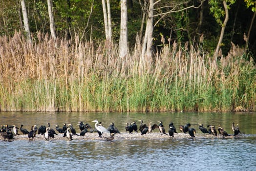 Group of cormorants and a heron in the wetland Haff Reimech in Luxembourg, waterbirds at the shore