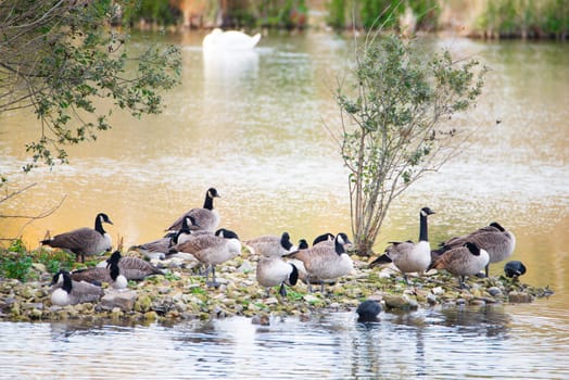 Group of canadian goose in the wetland Haff Reimich in Luxembourg, water birds at the shore, branta canadensis
