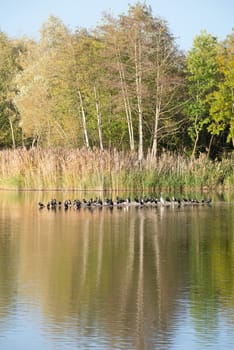 Biodiversity Haff Reimech, wetland and nature reserve in Luxembourg, pond surrounded by reed and trees, bird watching observation point
