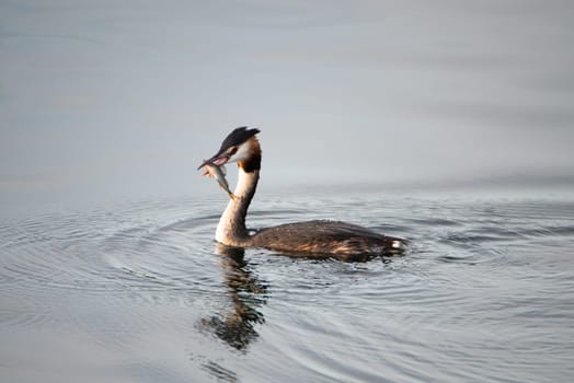 Great crested grebe eating a fish in the wetland Haff Reimech in Luxembourg, Podiceps cristatus water bird