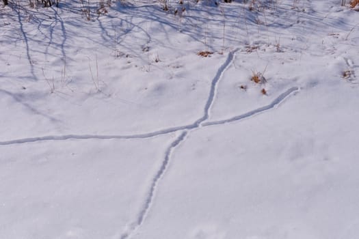 Animal Trails in Fresh Snow in the Crabtree Nature Preserve in Illinois