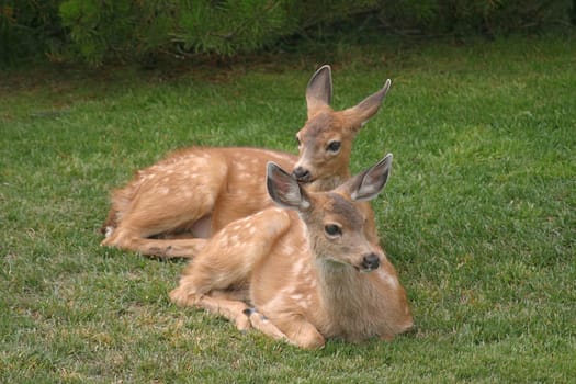 Two fawns were resting on a grass lawn as they took a break from grazing. They nestled together maybe as a way to get a sense of extra protection.