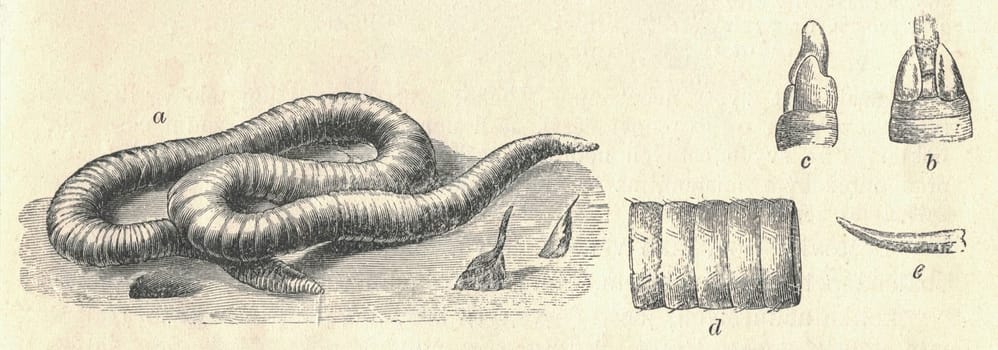 Antique engraved illustration of the earthworm. Vintage illustration of the dew worm. Old engraved picture. Book illustration published 1907. A: worm, B: front end (view from above), C: front end (side view), D: earthworm (view from below), E: the seta/cheata of the dew worm. An earthworm is a terrestrial invertebrate that belongs to the phylum Annelida. They exhibit a tube-within-a-tube body plan  they are externally segmented with corresponding internal segmentation  and they usually have setae on all segments. They occur worldwide where soil, water, and temperature allow. Earthworms are commonly found in soil, eating a wide variety of organic matter. This organic matter includes plant matter, living protozoa, rotifers, nematodes, bacteria, fungi, and other microorganisms. An earthworm's digestive system runs the length of its body. An earthworm respires through its skin. It has a double transport system made of coelomic fluid that moves within the fluid-filled coelom and a simple, closed circulatory system. It has a central and peripheral nervous system. Its central nervous system consists of two ganglia above the mouth, one on either side, connected to a nerve running along its length to motor neurons and sensory cells in each segment. Large numbers of chemoreceptors concentrate near its mouth.