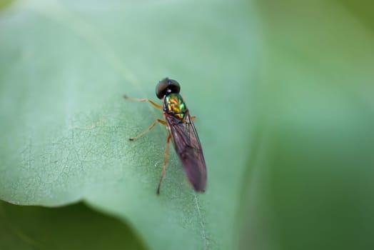 A two-spot dung weapon fly on a leaf of a tree.