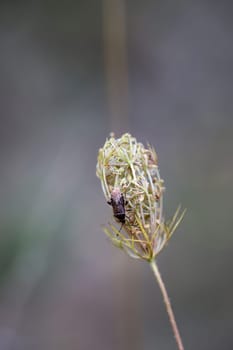 A spotted pore bug on a flower of wild carrot.