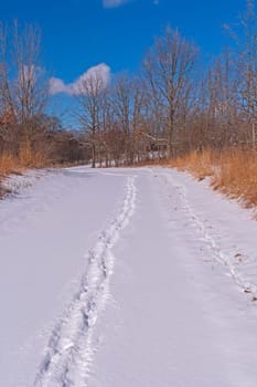 Quiet Tracks in Fresh Snow in the Crabtree Nature Center
