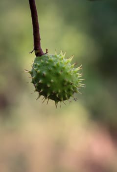 A chestnut in its prickly cover hangs from a chestnut tree.