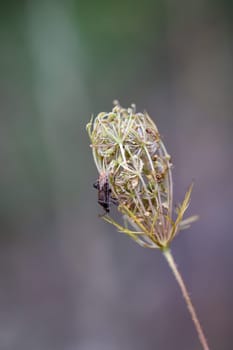 A spotted pore bug on a flower of wild carrot.