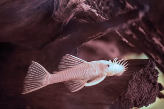 Close up of white catfish in aquarium.