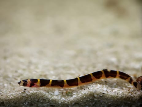 Spotted spiny loach, portrait of a spiny loach at the aquarium bottom. They are nocturnal.