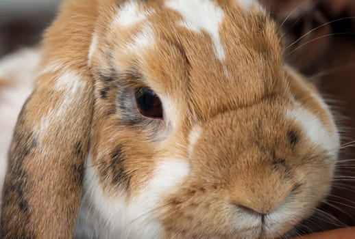 A portrait, or close-up, of a dwarf rabbit.