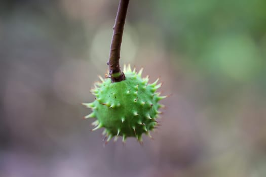 A chestnut in its prickly cover hangs from a chestnut tree.