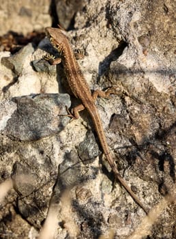 Close-up of a fence lizard in nature. Males are green, females are brown.