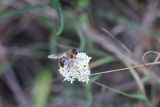 A dung bee sits on the flower of yarrow.