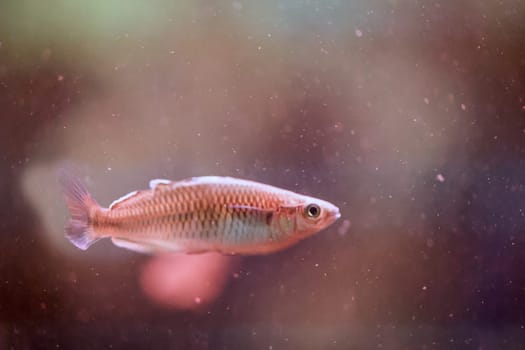 Close up of a fish in an aquarium.
