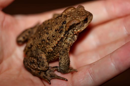 A common toad, Bufo Bufo which ventured out onto the terrace in the evening.