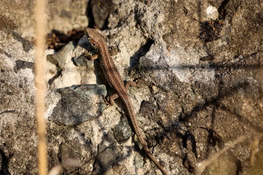 Close-up of a fence lizard in nature. Males are green, females are brown.