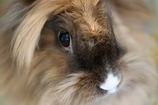 A portrait, or close-up, of a dwarf rabbit.