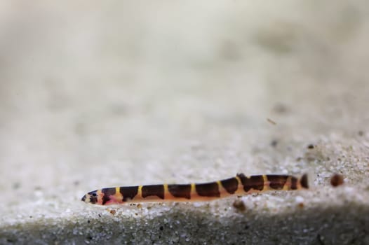 Spotted spiny loach, portrait of a spiny loach at the aquarium bottom. They are nocturnal.