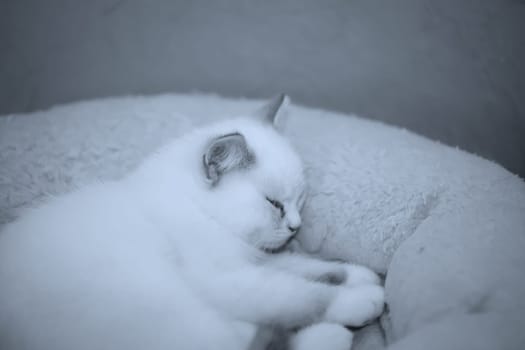 Portrait of a domestic cat, a cat which is kept as a pet.
