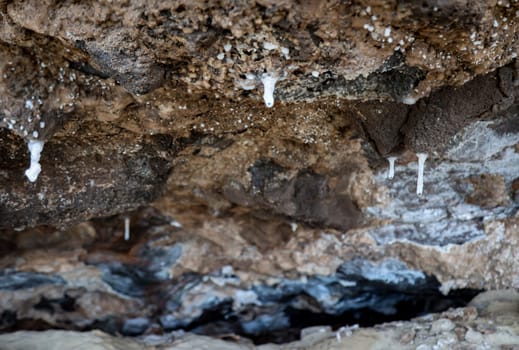 On a rocky outcrop on the coast, small stalactites are formed by mineral-rich water seeping through the rock.