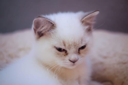 Portrait of a domestic cat, a cat which is kept as a pet.