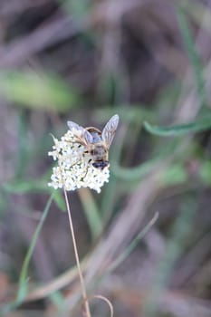 A dung bee sits on the flower of yarrow.