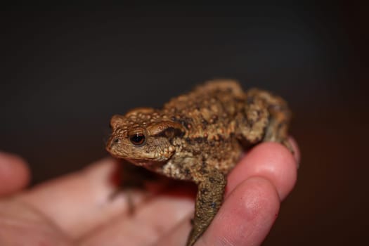 A common toad, Bufo Bufo which ventured out onto the terrace in the evening.