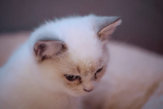 Portrait of a domestic cat, a cat which is kept as a pet.