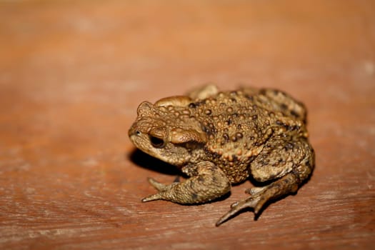 A common toad, Bufo Bufo which ventured out onto the terrace in the evening.