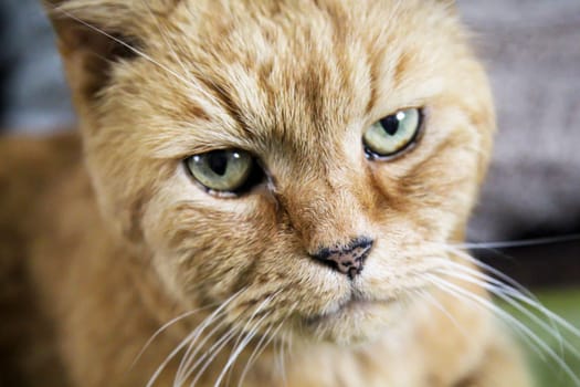Portrait of a domestic cat, a cat which is kept as a pet.