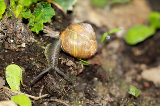 A small ribbon snail crawls through a flower bed.