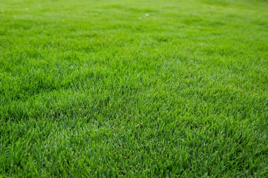 A grass texture, look at a juicy green lawn.