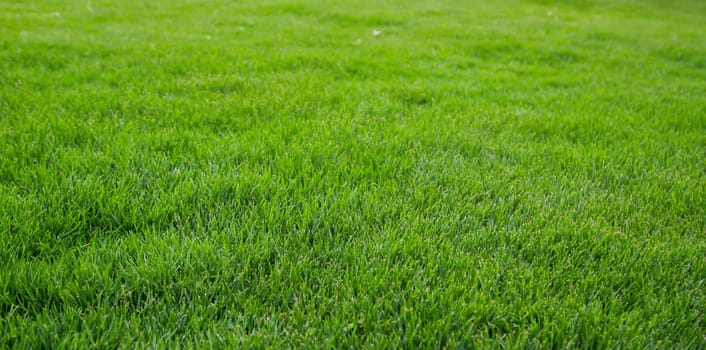 A grass texture, look at a juicy green lawn.