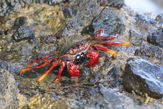A red cliff crab or red rock crab on a rock by the sea.