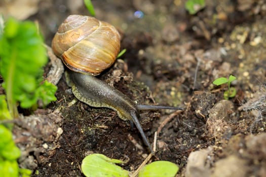 A small ribbon snail crawls through a flower bed.