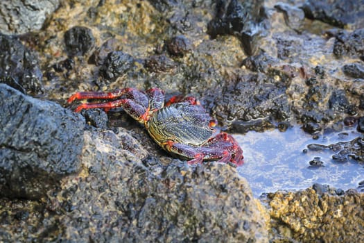 A red cliff crab or red rock crab on a rock by the sea.
