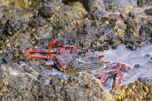 A red cliff crab or red rock crab on a rock by the sea.