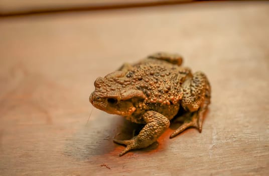 A common toad, Bufo Bufo which ventured out onto the terrace in the evening.
