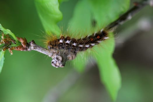 The caterpillar of a goldafter, butterfly on a plant.