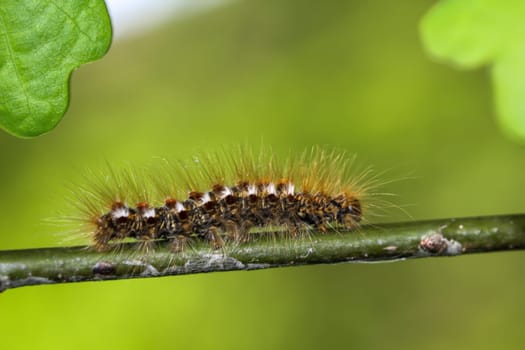 The caterpillar of a goldafter, butterfly on a plant.