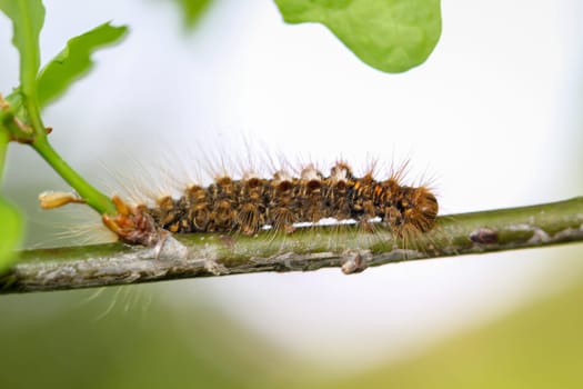 The caterpillar of a goldafter, butterfly on a plant.