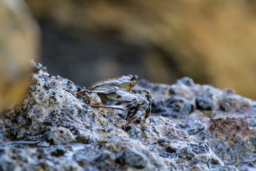 A green brownish crab on a rock by the sea.