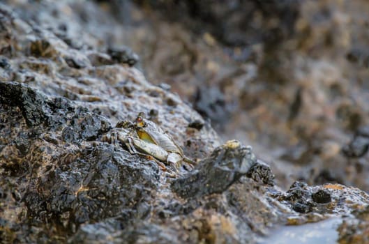 A green brownish crab on a rock by the sea.