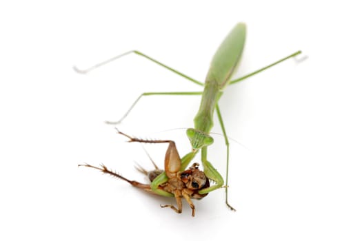 Praying mantis catching prey, a cricket. isolated on a white background